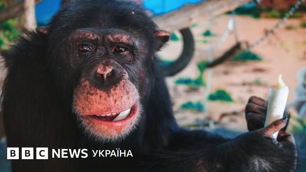 У людей і шимпанзе схожі жести. Чому це здивувало вчених - BBC News Україна