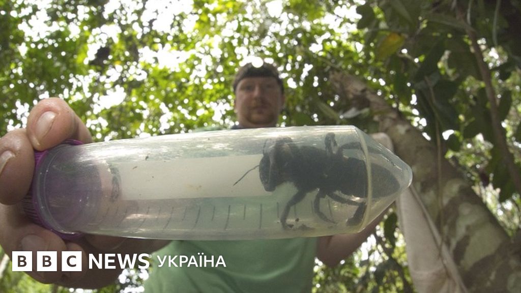 "Летючий бульдог". Знайшли найбільшу у світі бджолу, яку вважали ...