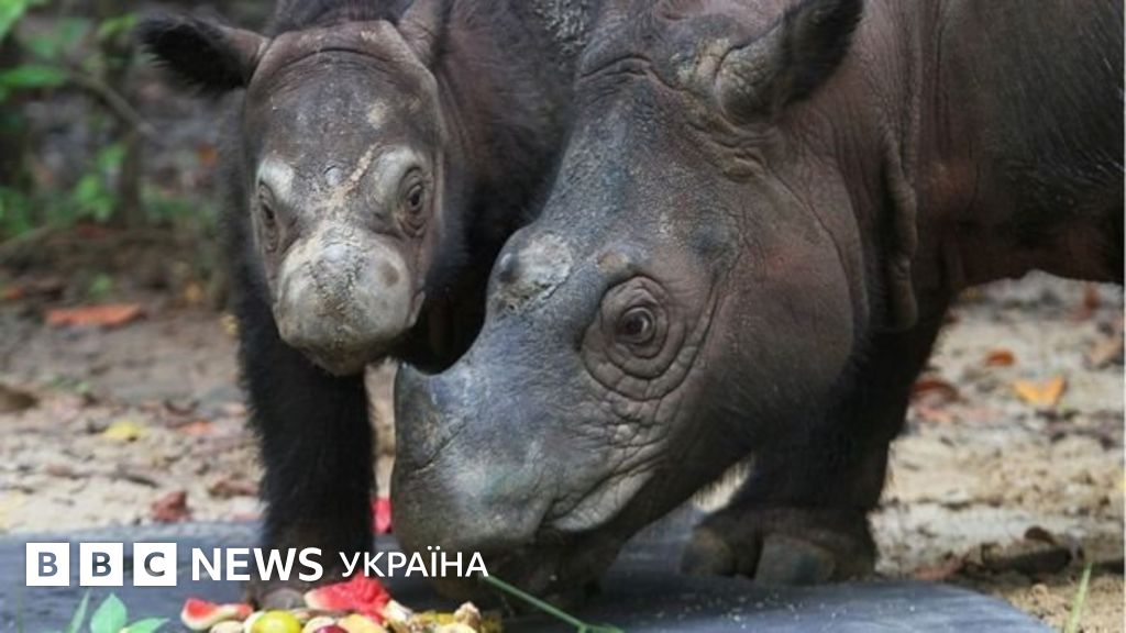 Помер останній суматранський носоріг у Малайзії. Де вони ще лишились ...