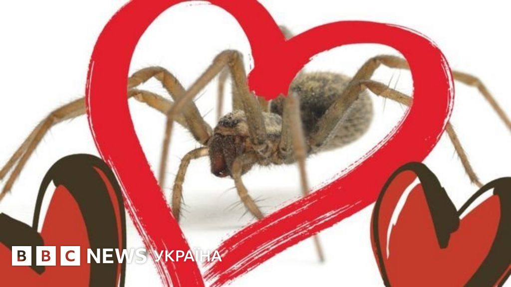 Сезон павуків: чому закохані павукоподібні лізуть у наші будинки - BBC ...