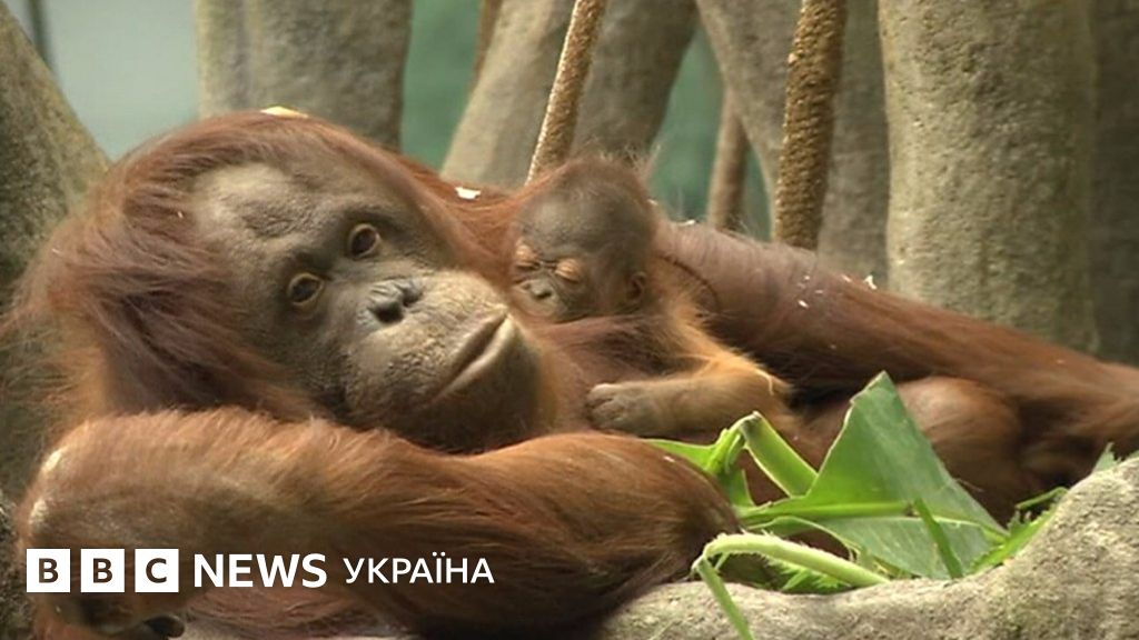 В зоопарке Чикаго дебютировал детеныш орангутана - BBC News Україна