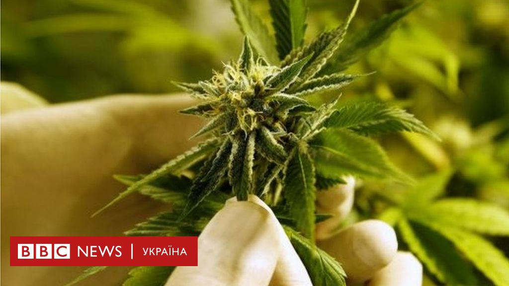 вся правда о марихуане national geographic