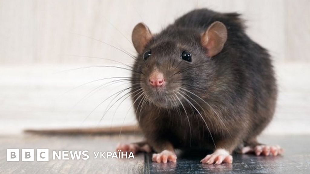 Через карантин щури голодують та стають агресивними. Наскільки це ...
