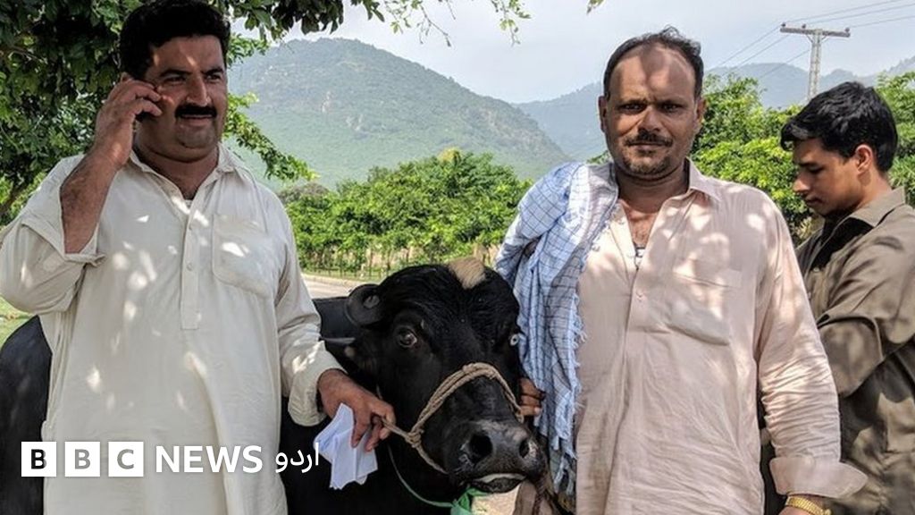 نواز شریف کی محبت میں ایک لاکھ کی بھینس تین لاکھ میں - BBC News اردو