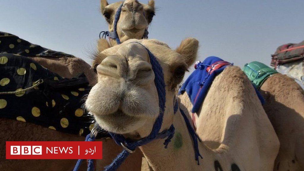 سعودی عرب: اونٹوں کے مقابلہ حسن میں ‘بوٹوکس’ کے استعمال کے باعث کم از کم 40 اونٹ نااہل – BBC News اردو