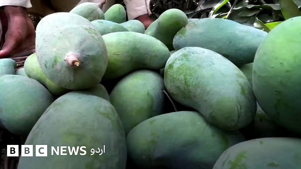 پاکستان میں آم کی پیداوار میں کمی کیوں؟ - BBC News اردو