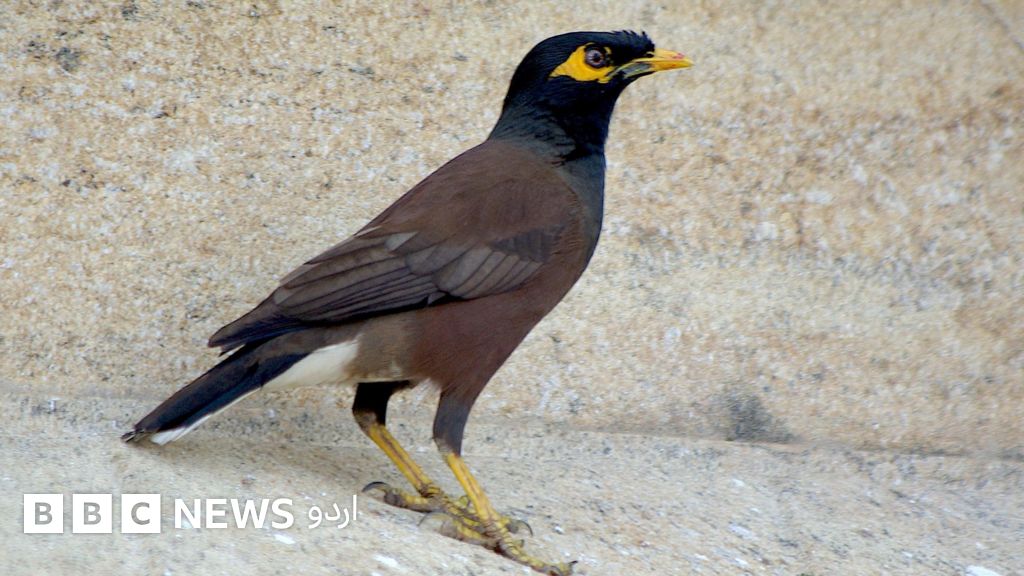 پاکستان میں عام نظر آنے والی ’مینا‘ سعودی عرب سمیت خلیجی ممالک کے لیے ...