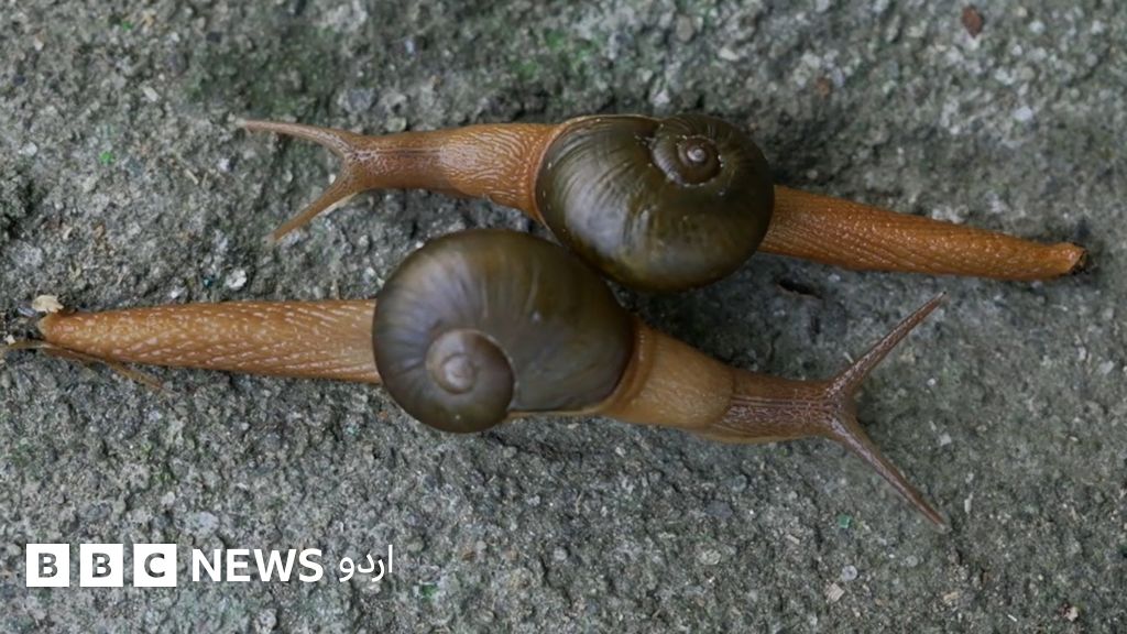 گھونگھوں کی افزائش جو ایک منافع بخش کاروبار بھی بن سکتا ہے - BBC News اردو