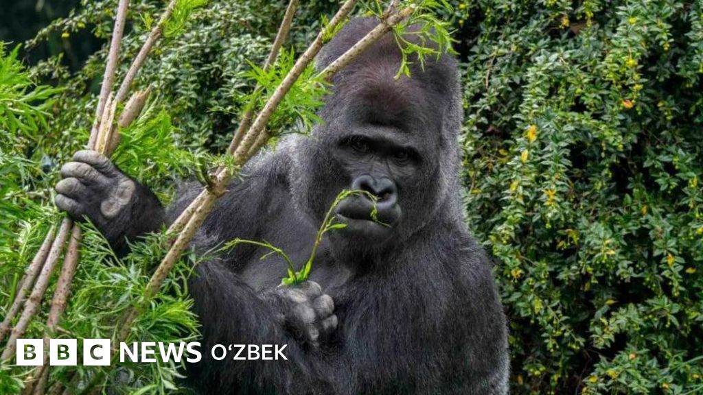 Olivia Del Rio porno aktrisa onlayn tomosha qilish