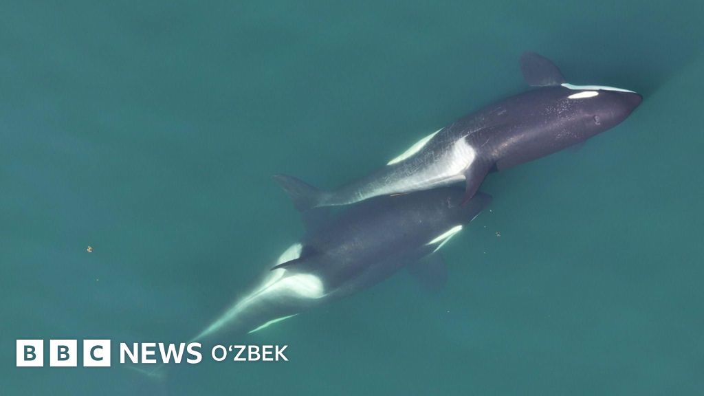 Porno qoshiqchi Glyukoza