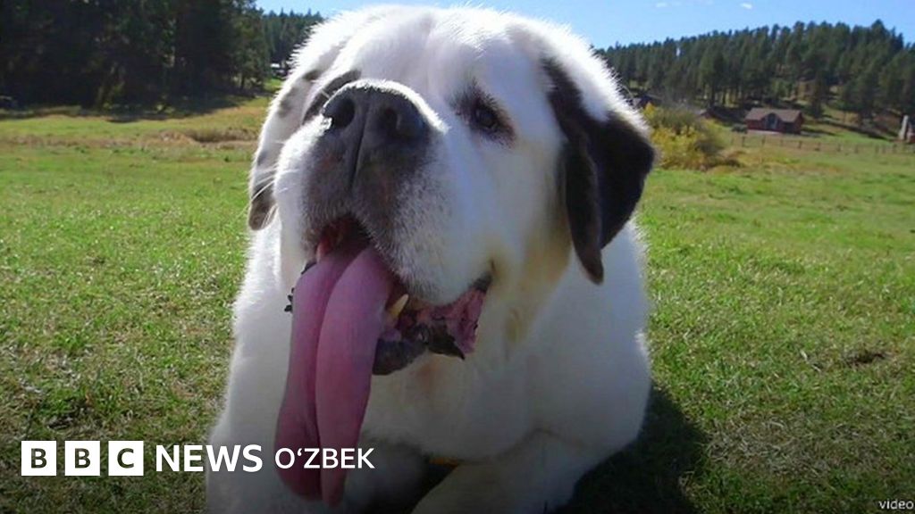 Гиннес: Ҳа, тили узунликда Моучига етадигани топилмади - BBC News O'zbek