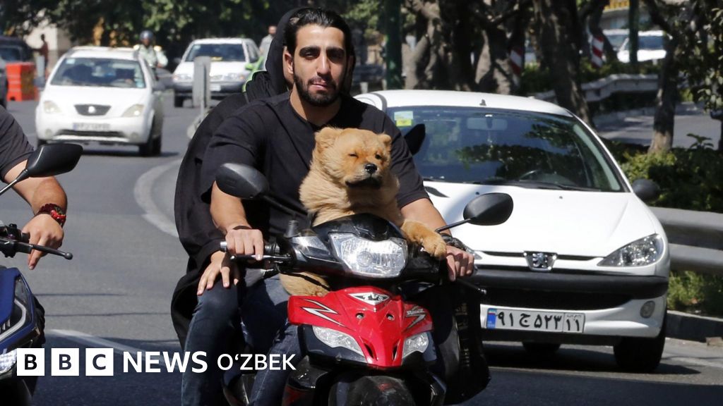 Office Bitch Online So‘rg‘ichlar muskulni so‘radi