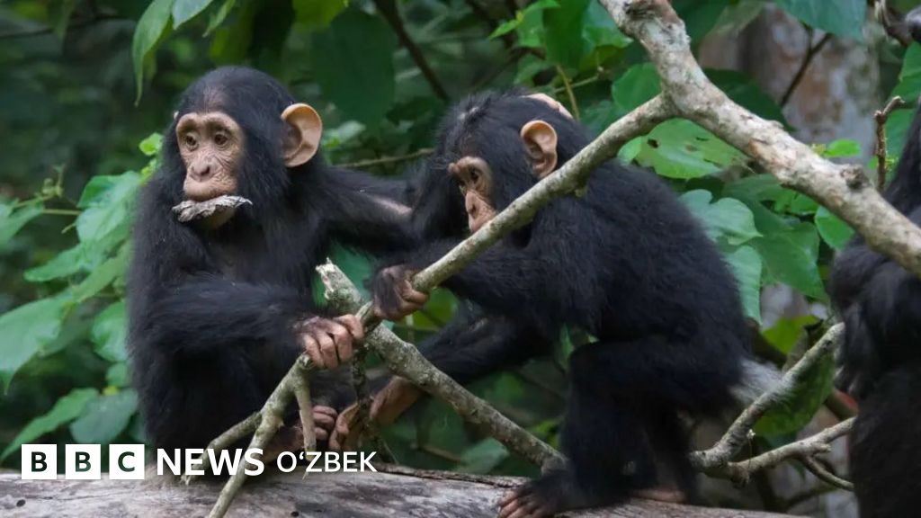 Kotiba va uning eri jinsiy aloqa video