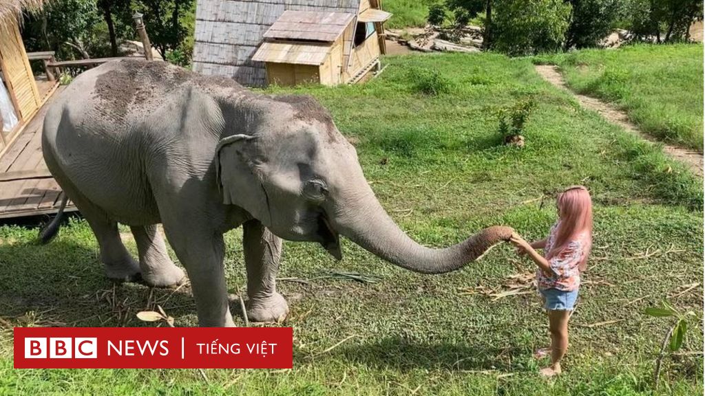 Trải nghiệm Thái Lan: Một ngày sống cùng voi ở Chiangmai - BBC News Tiếng Việt