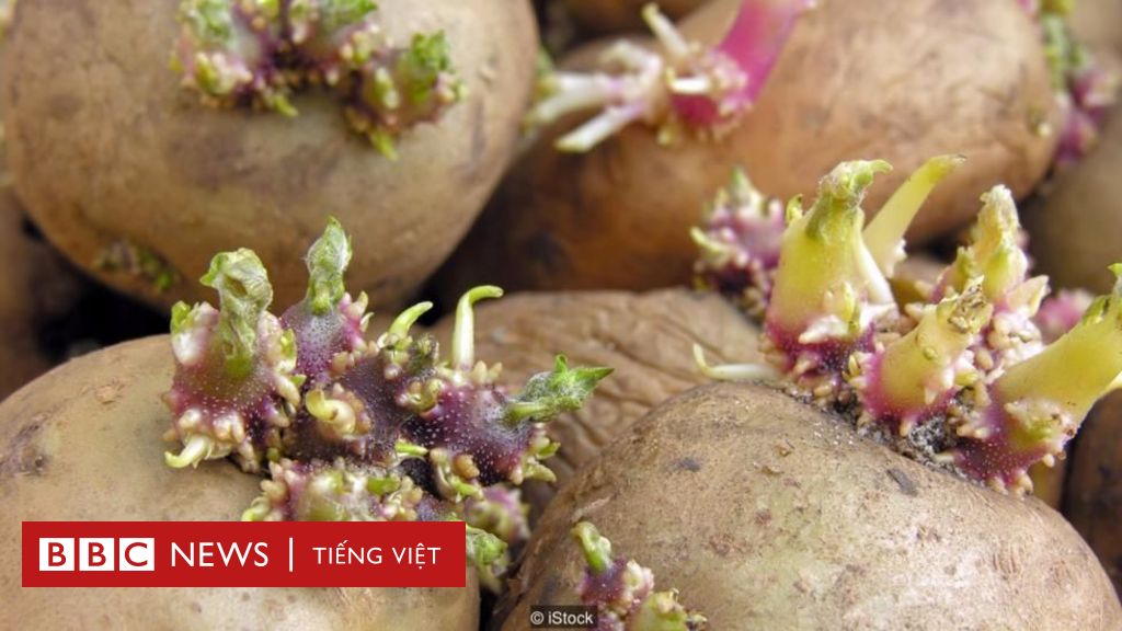 Chất độc chết người trong thức ăn hàng ngày - BBC News Tiếng Việt