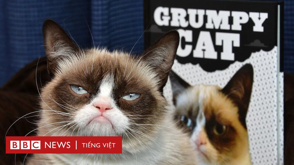 Những con vật đắt giá nhất thế giới - BBC News Tiếng Việt