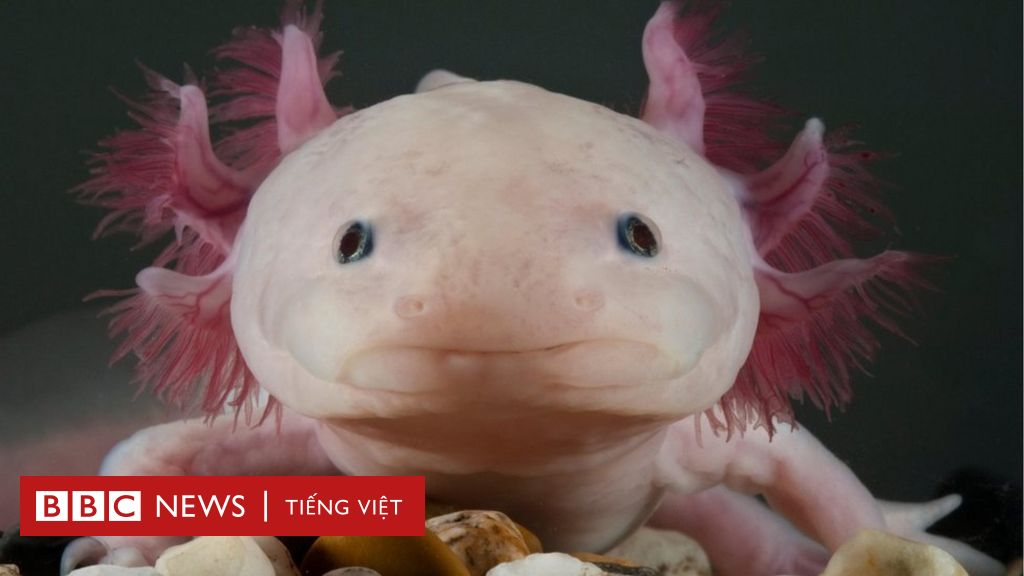 Axolotl - một con cá có khả năng đi bộ trên đất liền làm say đắm trái tim của bao người. Hãy cùng nhìn lại những hình ảnh đáng yêu và đầy kỳ thú về chúng! Với sự tài năng của các nghệ sĩ, bạn sẽ không bao giờ quên được hình ảnh của chúng.