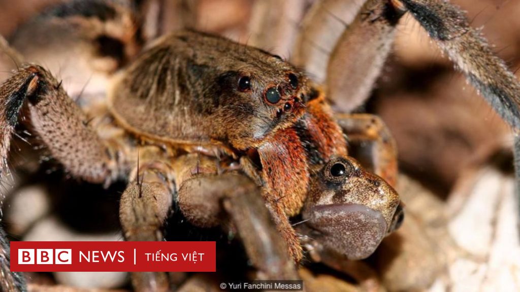 Hình ảnh chuồn chuồn săn ếch, nhện ăn chuột sẽ khiến bạn cảm thấy kinh ngạc với sự tinh xảo và khéo léo trong cách chúng tiếp cận và săn mồi. Đây là một sự chứng kiến tuyệt vời về khoa học tự nhiên và sự khéo léo trong đấu tranh cho sự sống sót.