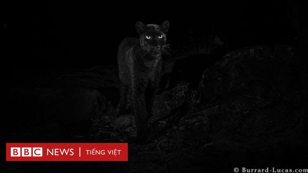 Báo đen: Động vật quý‎ hiếm lọt vào camera ở Kenya - BBC News Tiếng Việt