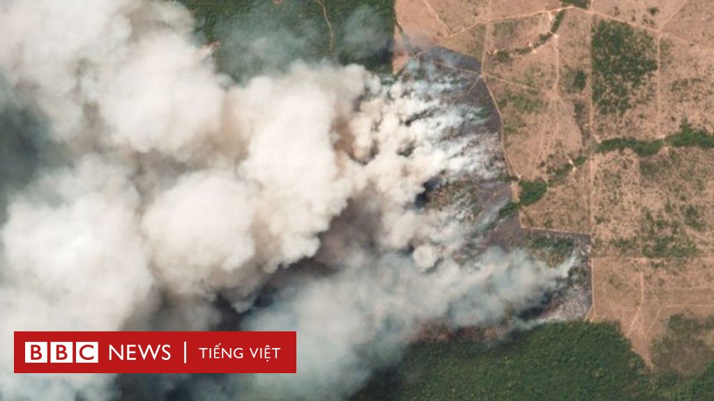 Cháy rừng Amazon tồi tệ đến mức nào? - BBC News Tiếng Việt