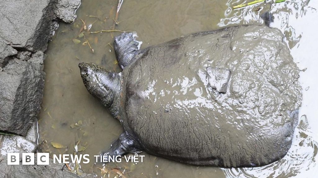 Rùa Hoàn Kiếm 90 tuổi chết ở Trung Quốc - BBC News Tiếng Việt