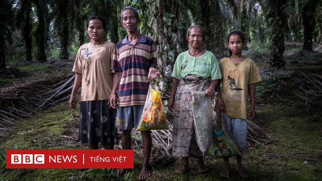Những tập đoàn dầu cọ tước đoạt hàng triệu USD của các bộ tộc Indonesia - BBC News Tiếng Việt