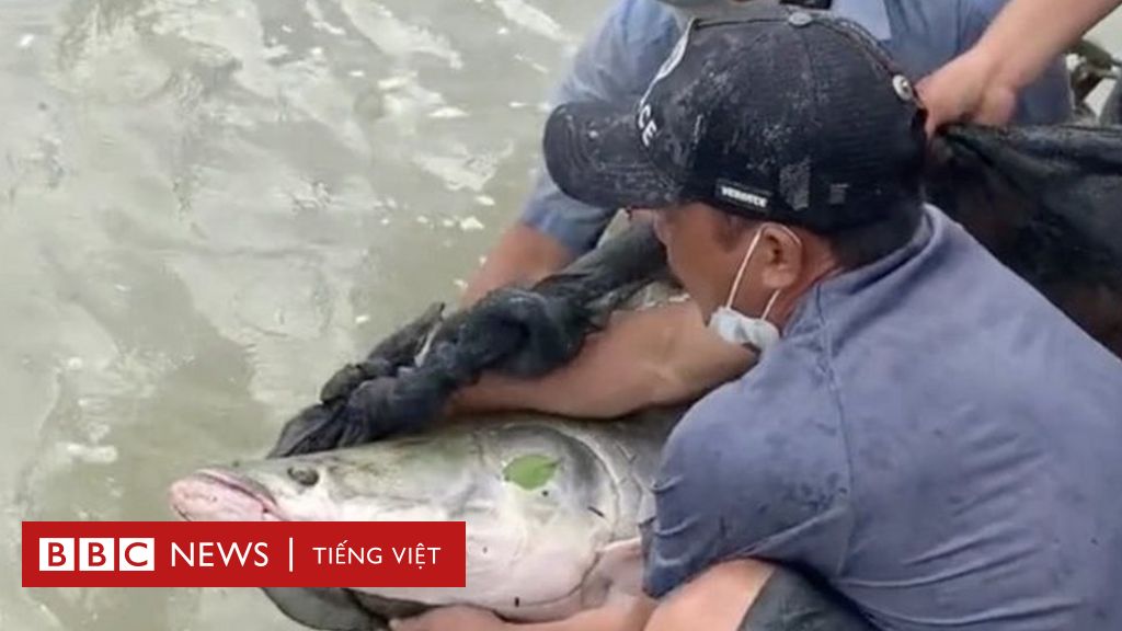 VN: Phóng sinh cá hải tượng long đặt câu hỏi về gây nghiệp và hiểm họa môi trường - BBC News Tiếng Việt