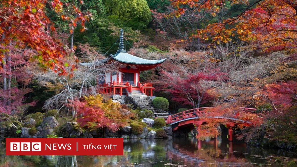 Cuộc sống, cái chết và vẻ đẹp trong mất mát - BBC News Tiếng Việt