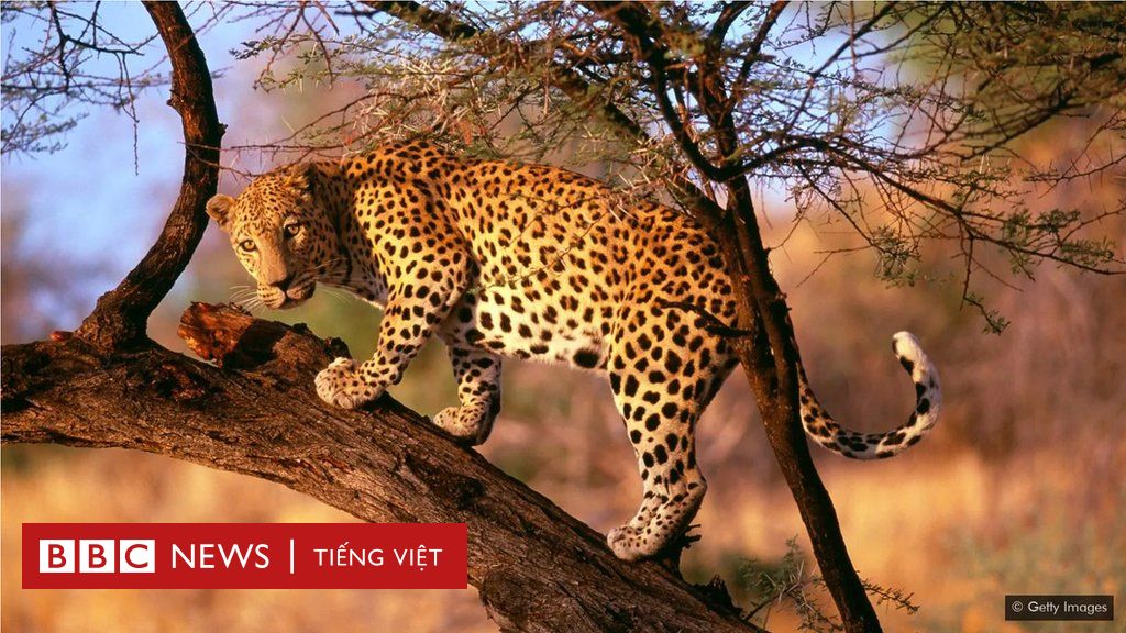 Báo đốm Nam Phi là một trong những loài động vật hoang dã rất đẹp và lạ nằm trong khu vực địa lý dày đặc về động vật hoang dã của châu Phi. Những hình ảnh về báo đốm trên bàn tay con người sẽ khiến bạn cảm thấy kì diệu và thích thú. Hãy cùng khám phá cuộc sống của loài động vật hoang dã này trong tự nhiên Việt Nam.