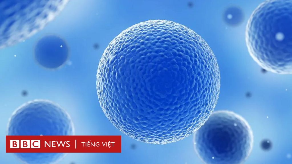 Điểm sáng của bộ phim tài liệu Tế bào bí ẩn, được tường thuật trên BBC News tiếng Việt. Nếu bạn quan tâm đến sức khỏe và tài năng của con người, hãy đến với chúng tôi để được khám phá thế giới những tế bào mà chúng ta chưa hề biết đến trước đây.