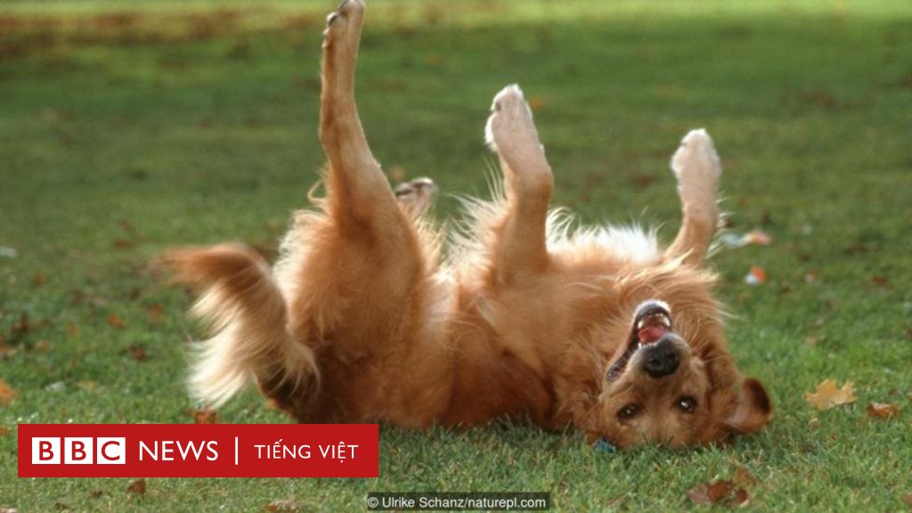 Hãy xem bức ảnh về chó đáng yêu đang chơi đùa và quậy phá với mớ phân khiến bạn không thể nhịn cười!