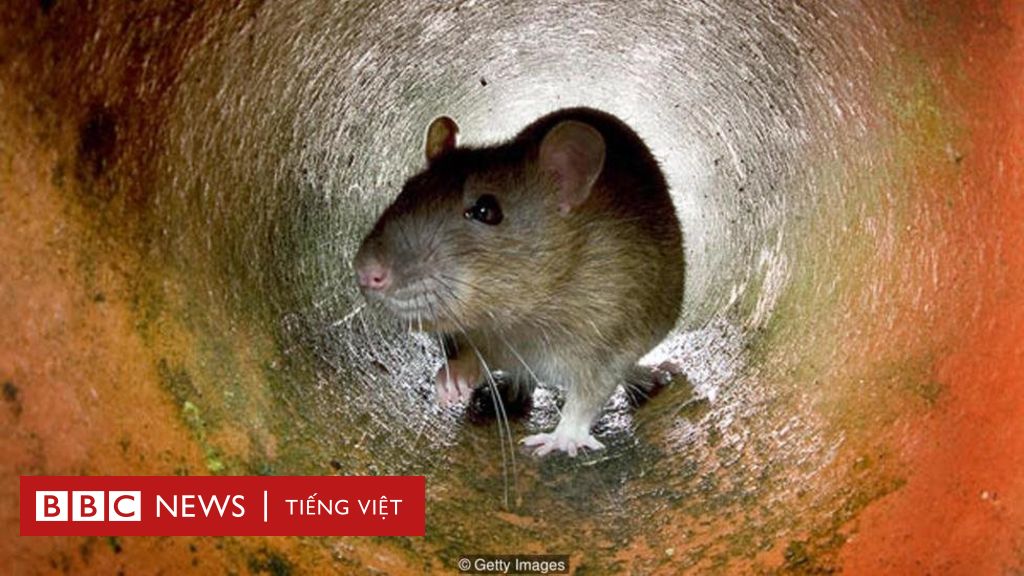 BBC mang đến cho bạn một hình ảnh đừng bỏ qua. Đó là một chú chuột sống trên Trái đất, còn con người thì không. Hãy tò mò và xem hình.