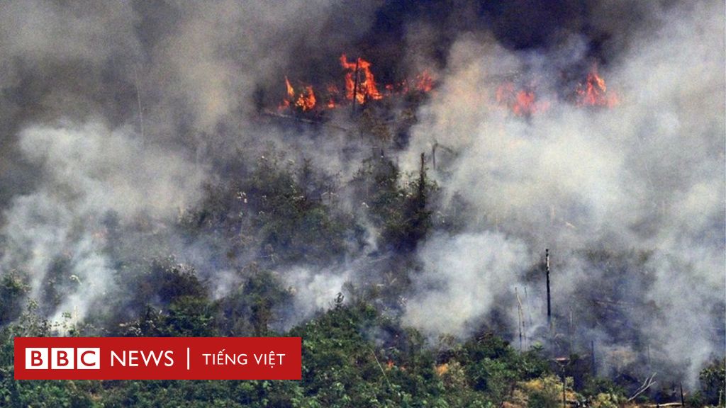 Cháy rừng Amazon: Brazil đưa quân đội tới dập lửa - BBC News Tiếng Việt