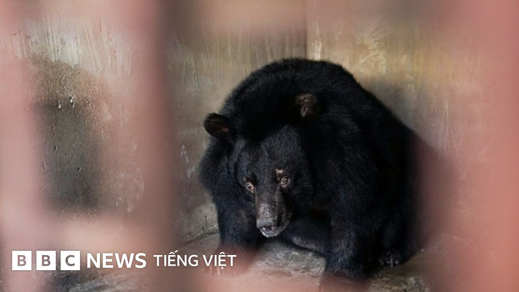 Giải cứu 9 con gấu sau hơn 17 năm nuôi nhốt ở Bình Dương - BBC News ...
