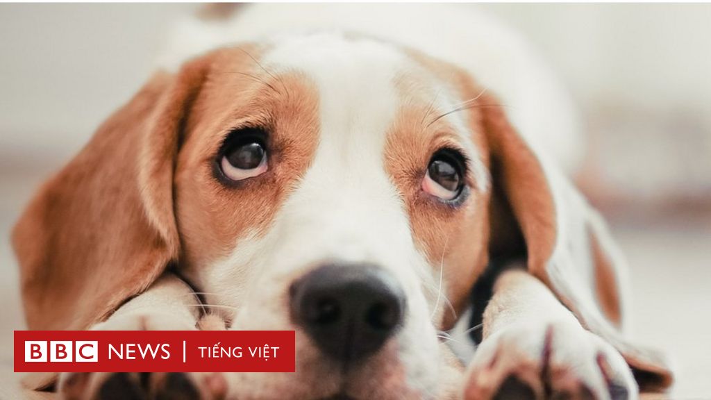 Con người, động vật và nỗi đau trước cái chết - BBC News Tiếng Việt