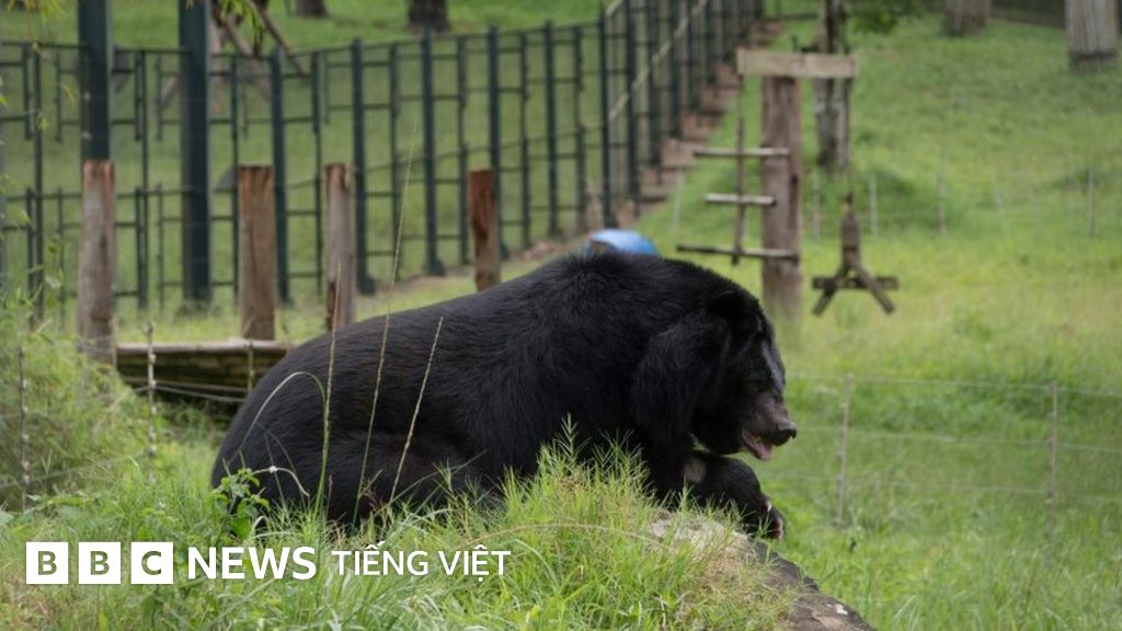 VN 'sẽ chấm dứt nuôi gấu lấy mật' - BBC News Tiếng Việt