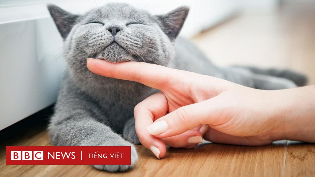 cách làm bả chó bằng bóng đèn