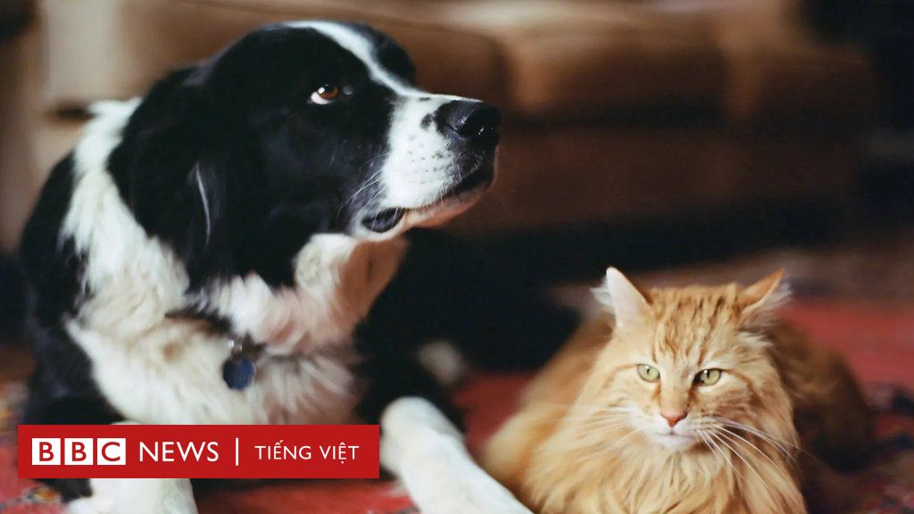 Mèo nhà: loài sinh vật hờ hững, lạnh lùng? - BBC News Tiếng Việt