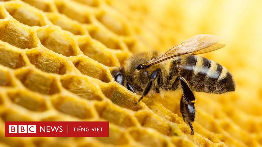 Mật ong là một trong những thực phẩm có lợi cho sức khỏe. Hãy nhìn vào hình ảnh về mật ong và cảm nhận sự ngọt ngào và thơm ngon của nó. Mật ong không chỉ có vị ngon mà còn chứa nhiều dưỡng chất có lợi cho sức khỏe.
