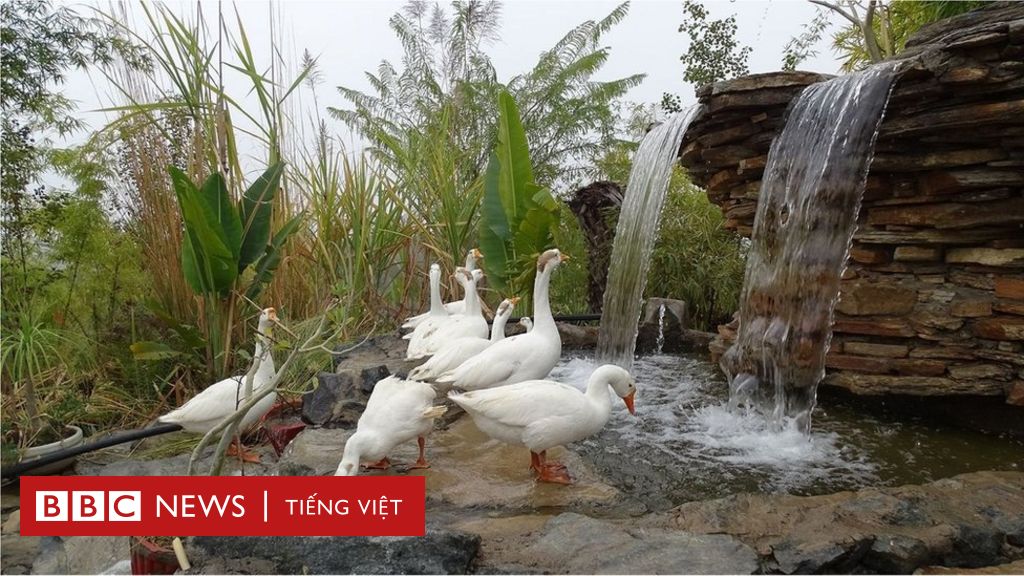 Cuộc Sống Ở Nơi Con Gái 'Có Giá' Hơn Con Trai Tại Ấn Độ - Bbc News Tiếng  Việt