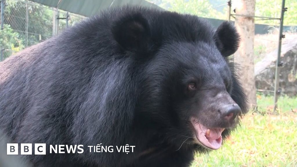 Việt Nam: 'Hãy trả lại cho gấu cuộc sống bình yên' - BBC News Tiếng Việt