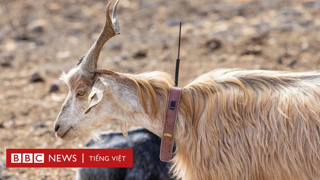 Những loài vật có khả năng dự báo thảm họa - BBC News Tiếng Việt