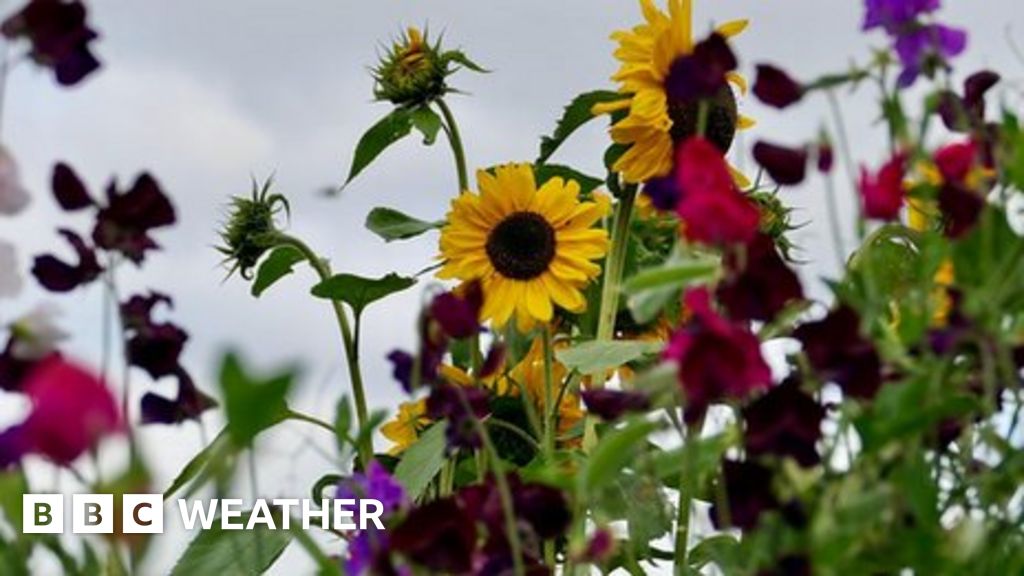 Weather For The Week Ahead - BBC Weather