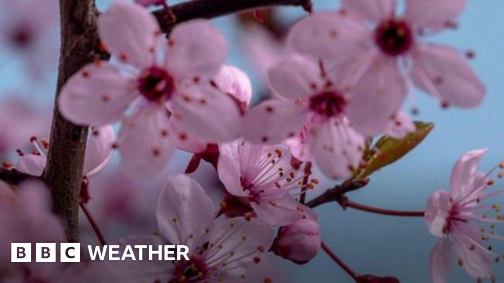 Weather and pollen - BBC Weather