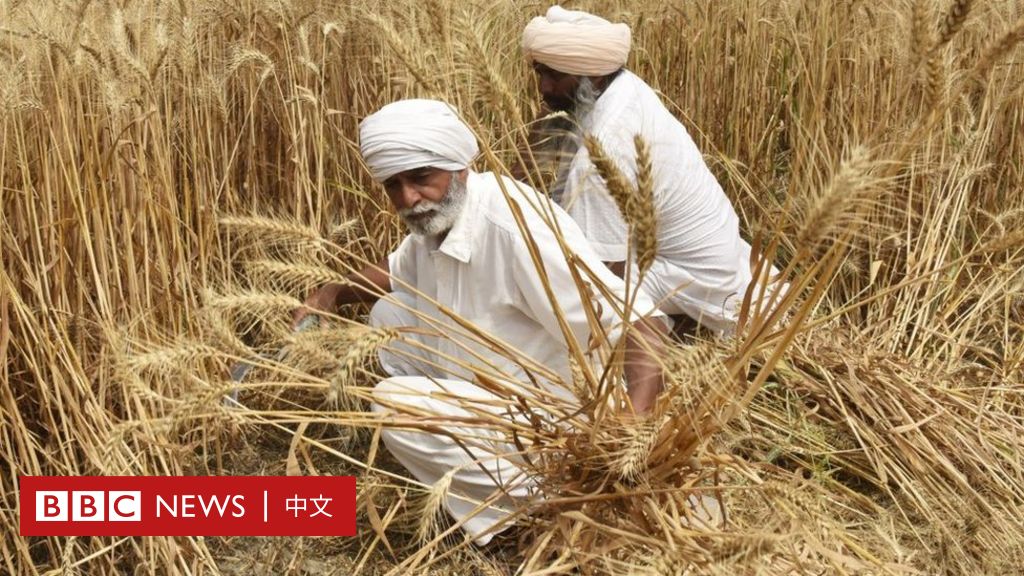 乌克兰战争：印度谷物出口禁令导致全球小麦价格上涨