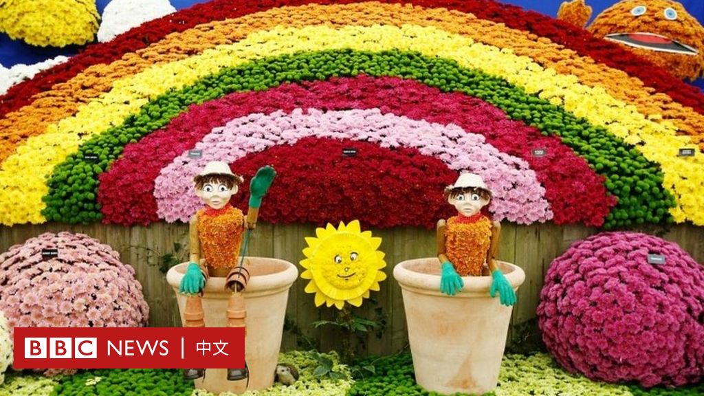 英国切尔西花展百年首次搬到网上五种花卉史话 Bbc News 中文