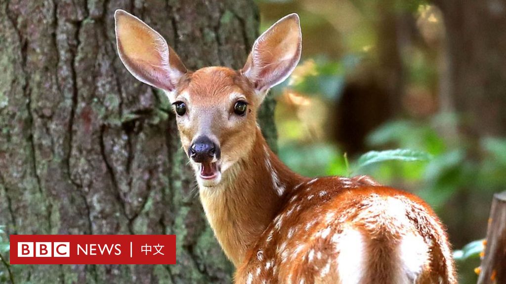 偷猎者捕杀“数百只”鹿被勒令反复看《小鹿斑比》 - BBC News 中文