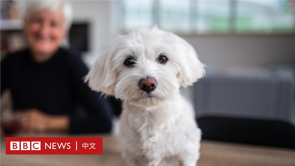 狗的生命里程 如何搞清楚你的爱犬到底有多大 c News 中文