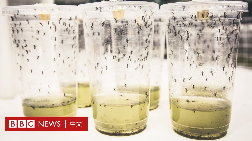 登革热疫情：蚊子感染细菌后病例大减77%