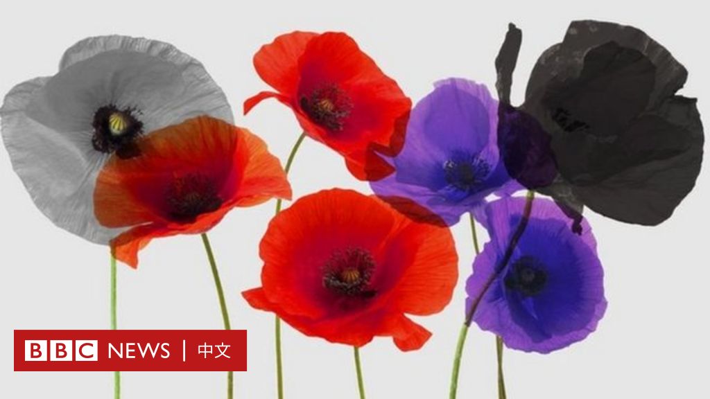 虞美人与英国国殇纪念日：不同颜色的“罂粟花”代表的不同含义